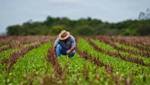 agricultura